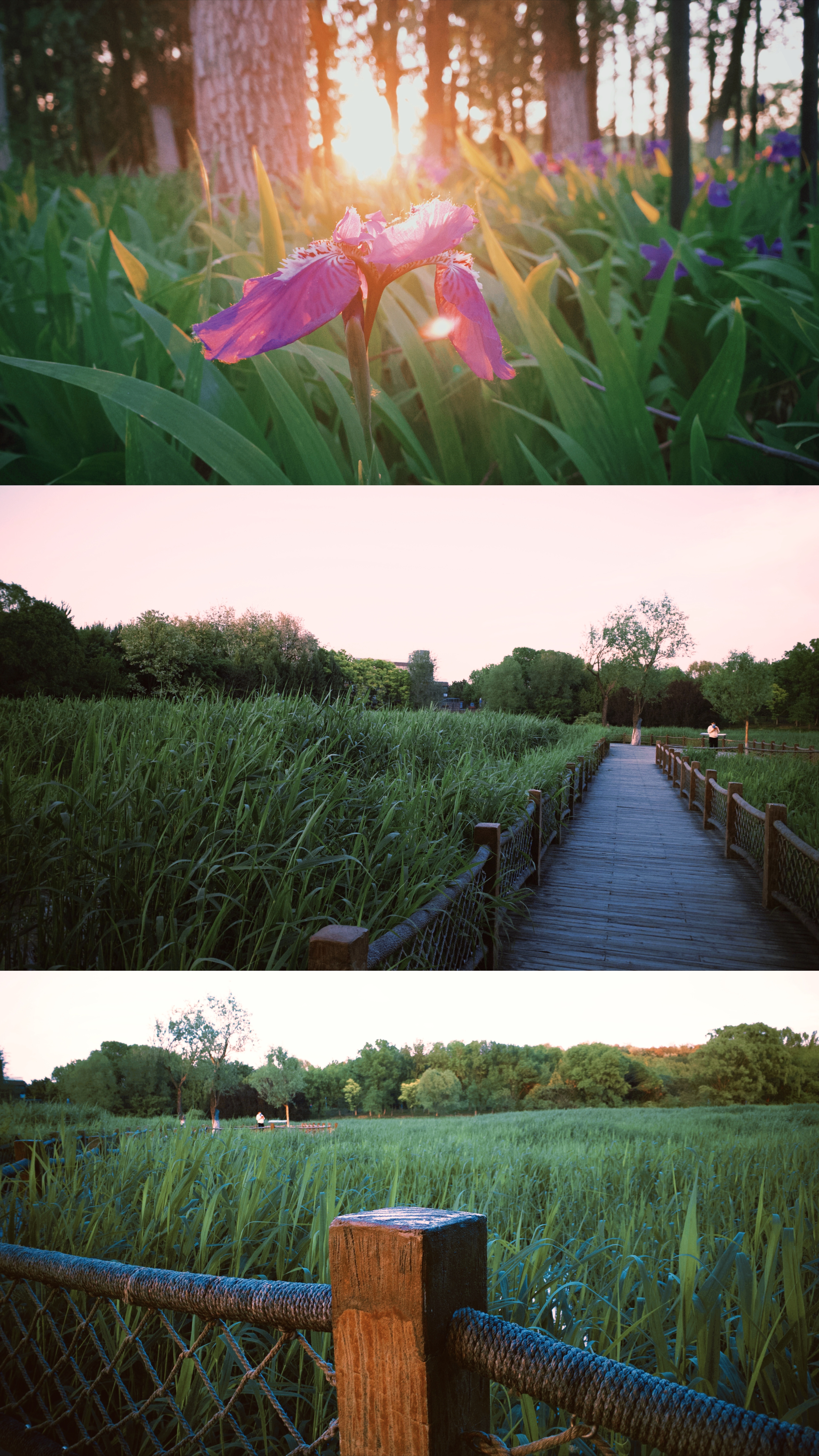 “好像所有的青春故事都一定在夏天 没完没了的夏天。 ”拍于奥森南园📷dazz摄