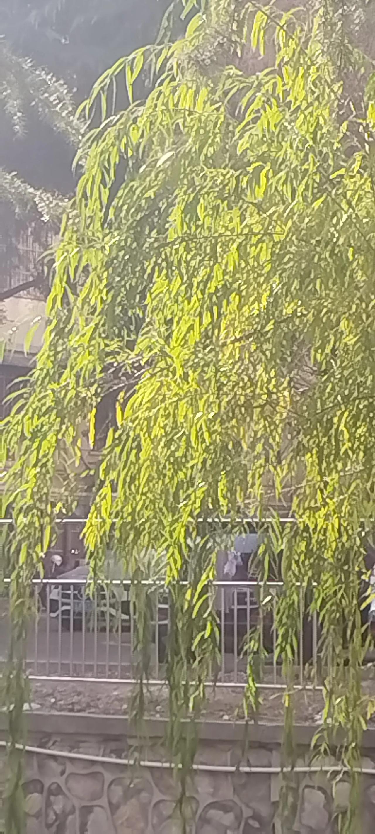 北柳绿叶迎风飘，
江南暖阳照觅奥。
冬至寒冷仍欢帘，
只等剪刀二月春。