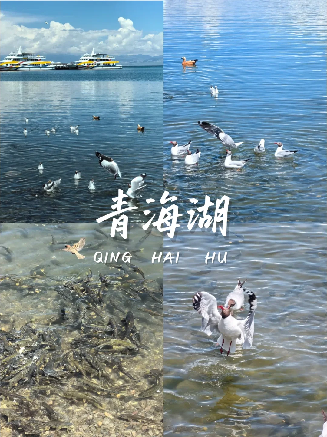 青甘小环线纯玩4日游不绕路的旅游攻略👏