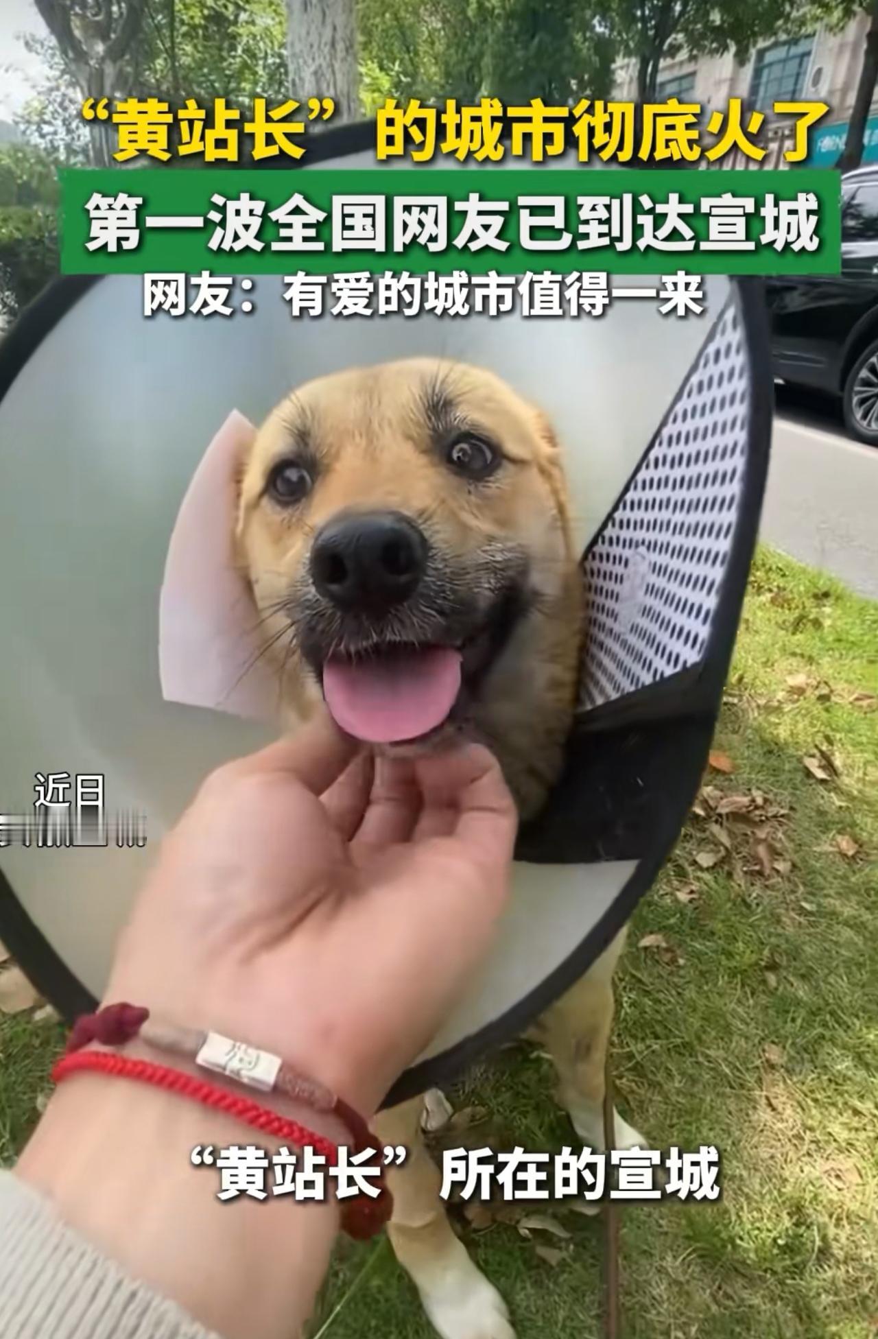 一只流浪狗，见证一座城的温柔，宣城五一火了。

黄站长，是宣城高铁站出租车候车区