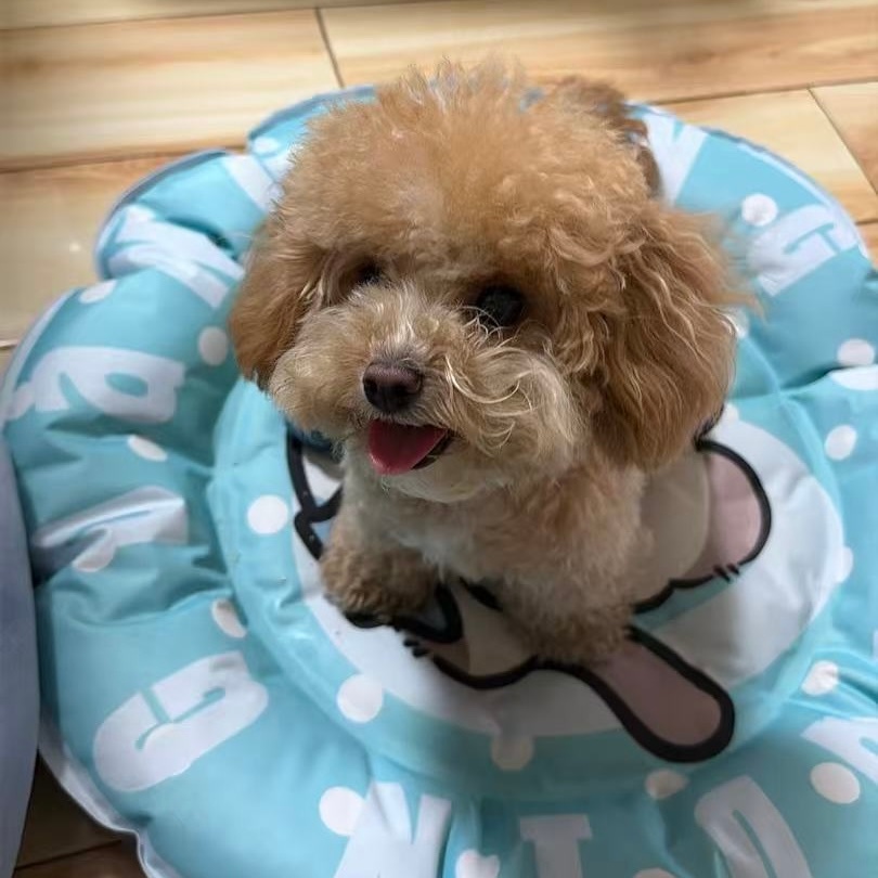 hi🐾