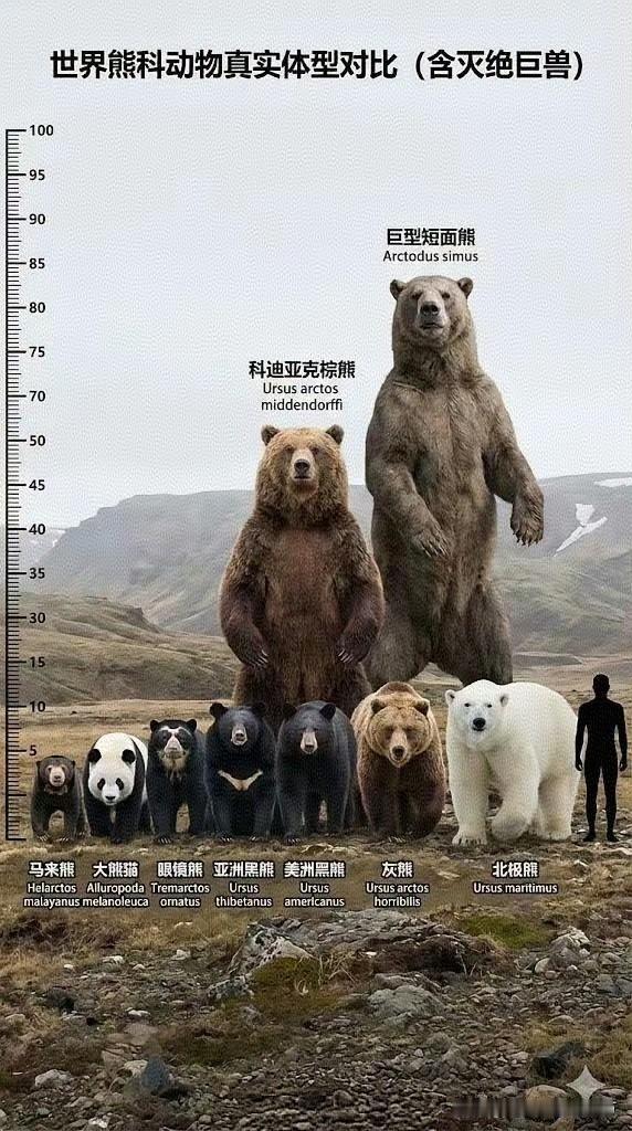 [呲牙] 熊猫在上——如果从这个体型比例图来看，熊猫不适合在中间，要站在最上边才