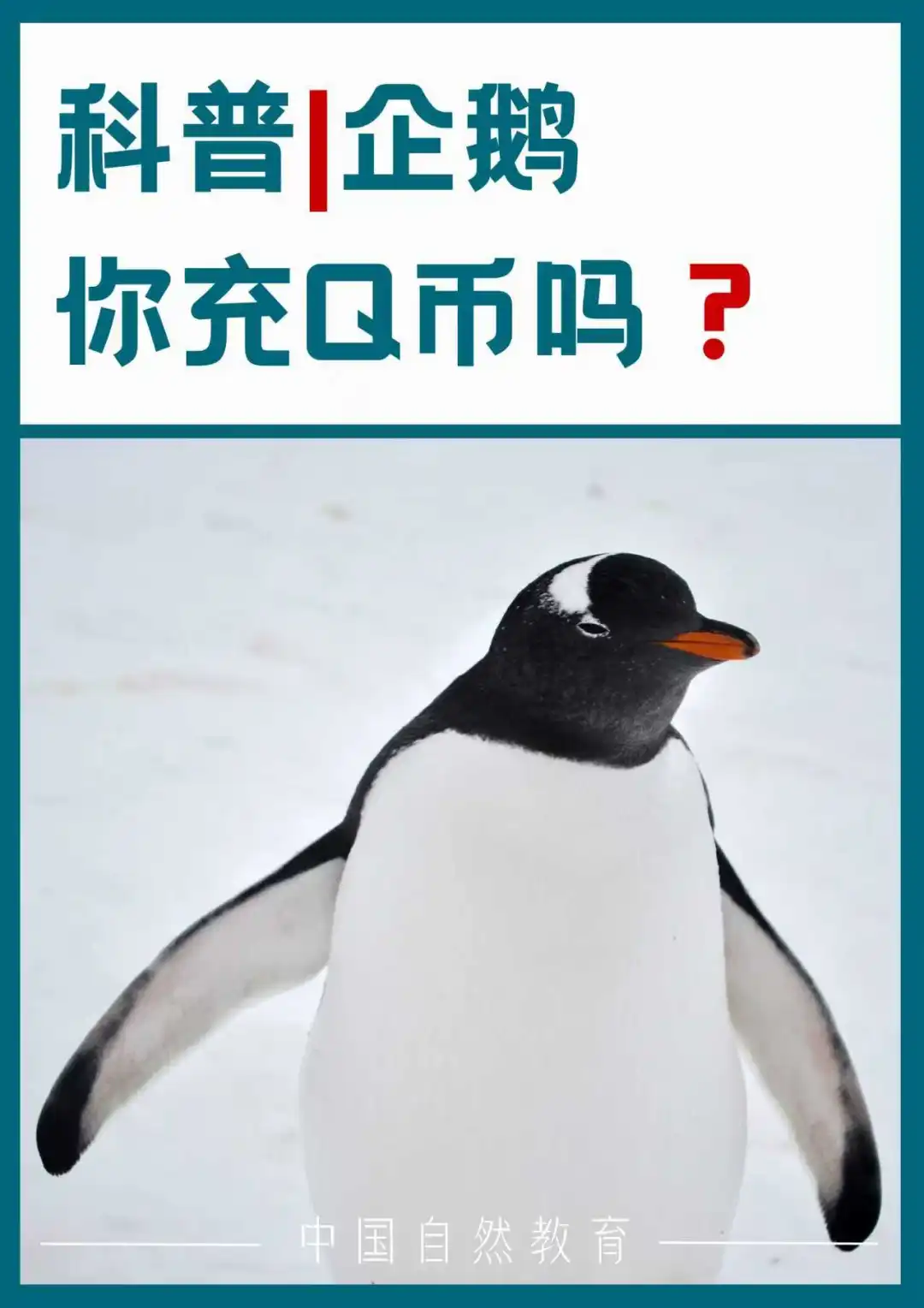 动物科普｜企鹅