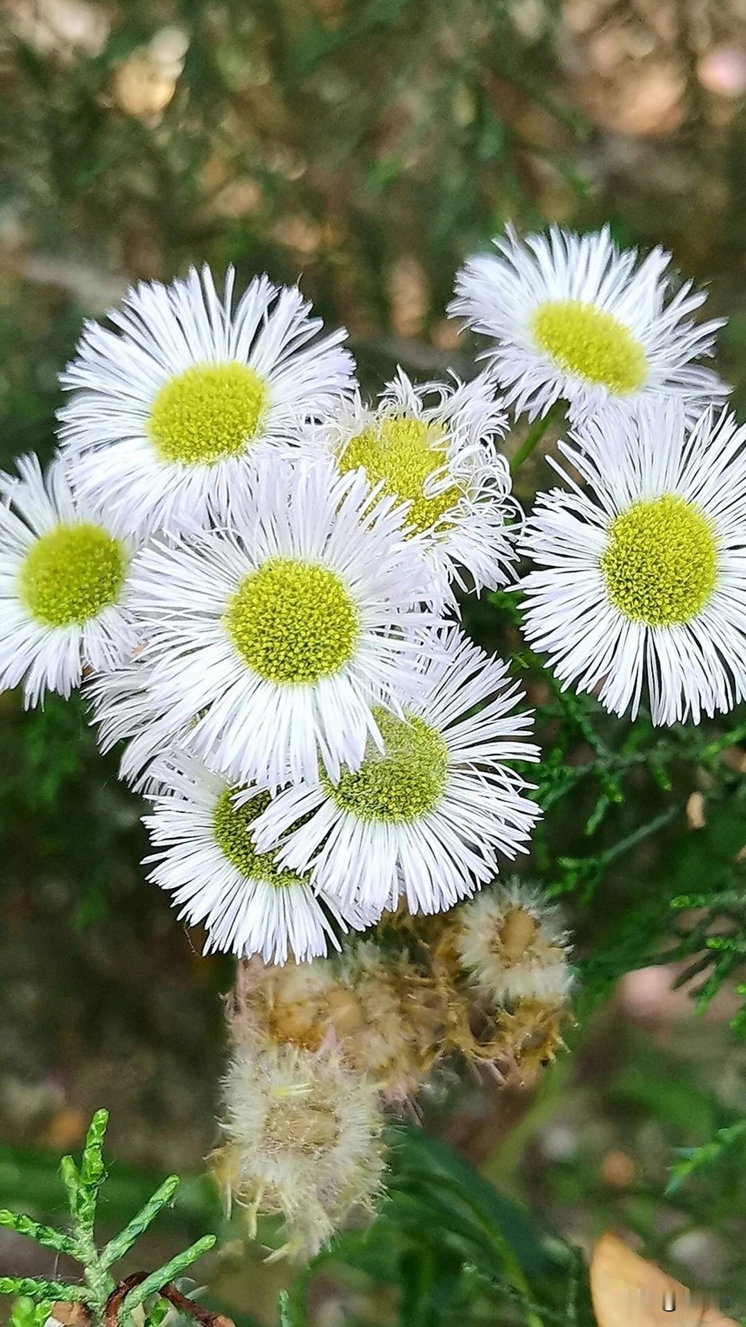 晒图笔记大赛 
    几株小野花生长于山野之中，干旱之际，默默静候天际洒落甘霖