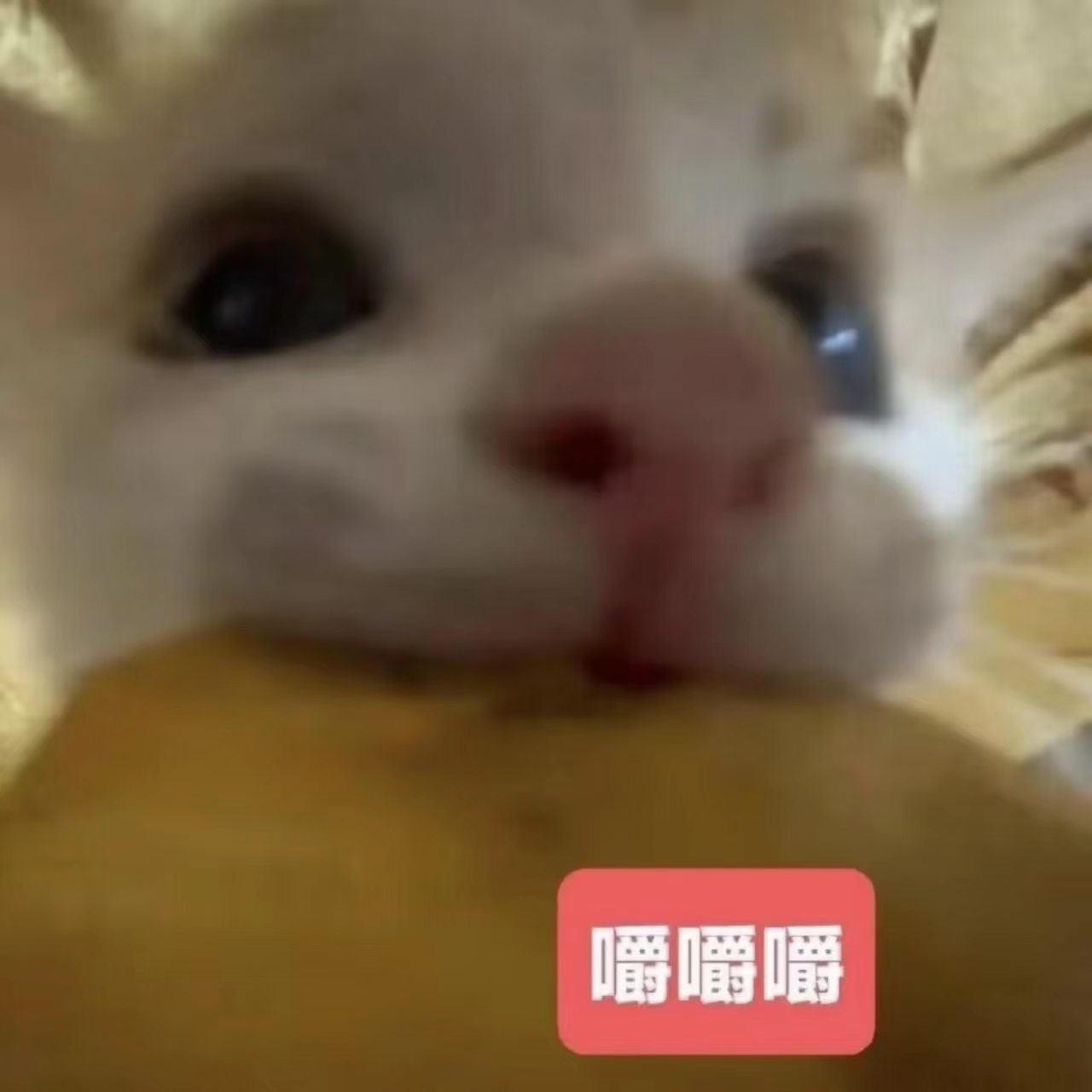 如果生活是鸿门宴，那等我吃饱了再说 