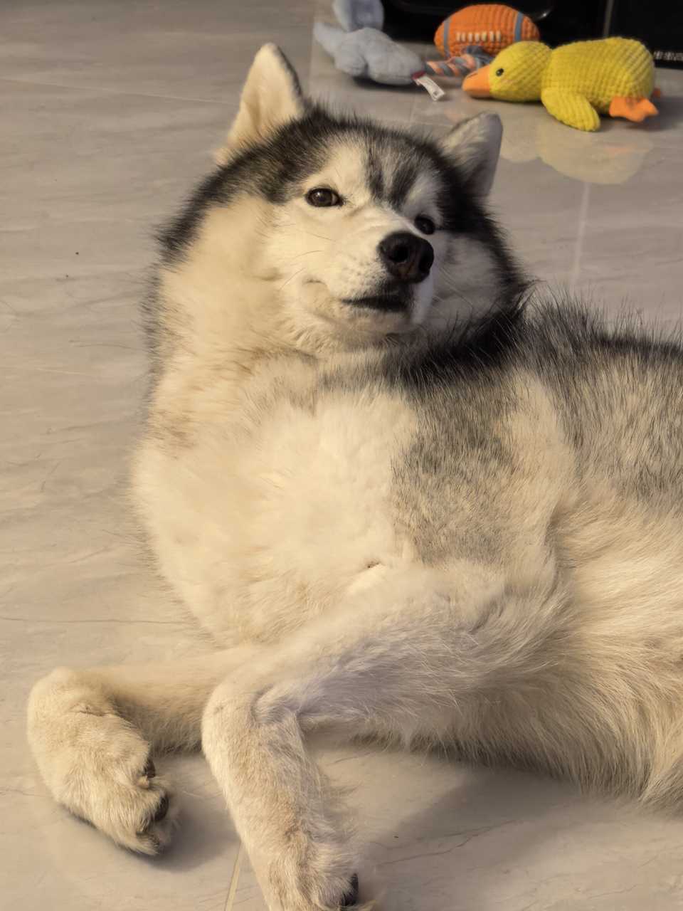 肥猪一只 ​​​