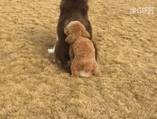 哈哈，泰迪的“战神”之名果然名不虚传！