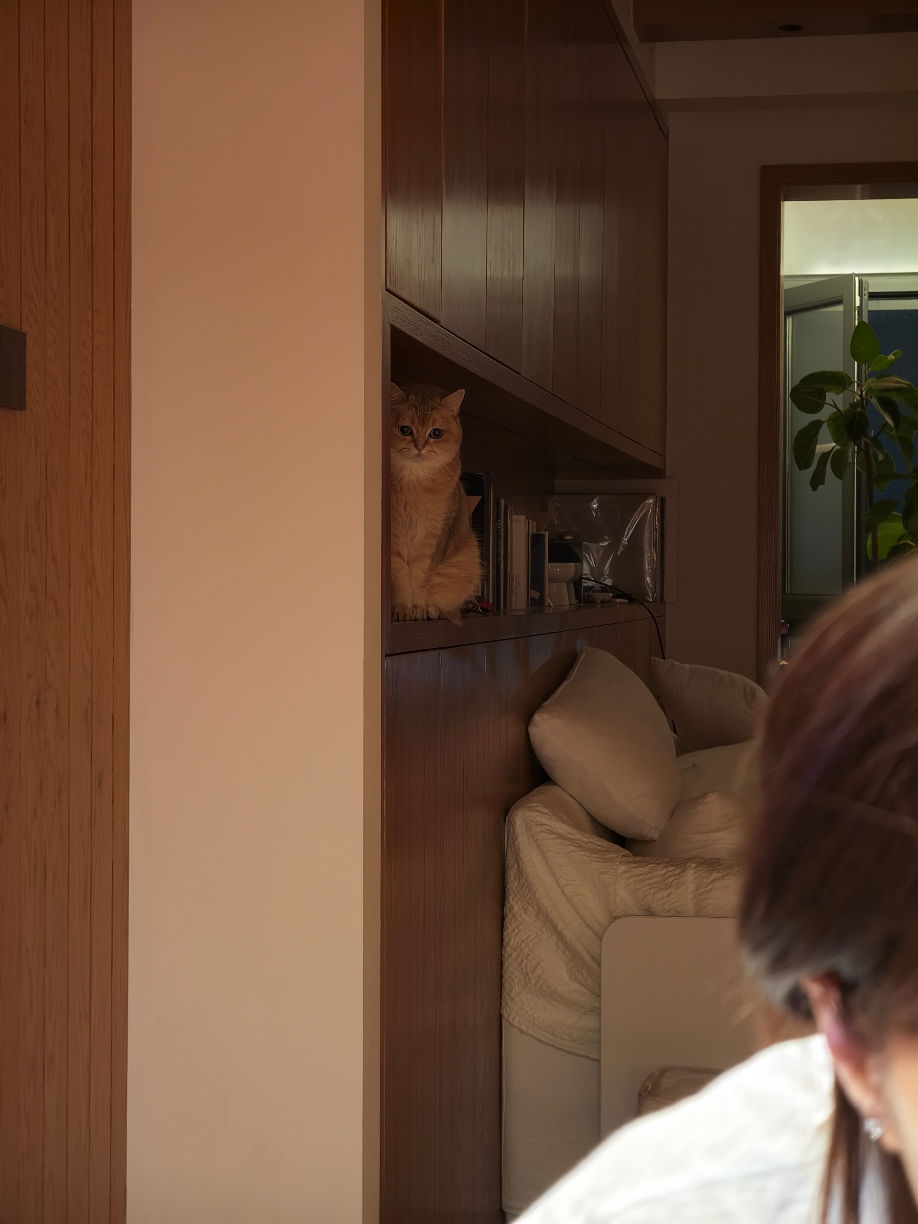 🐱：暗中观察。 