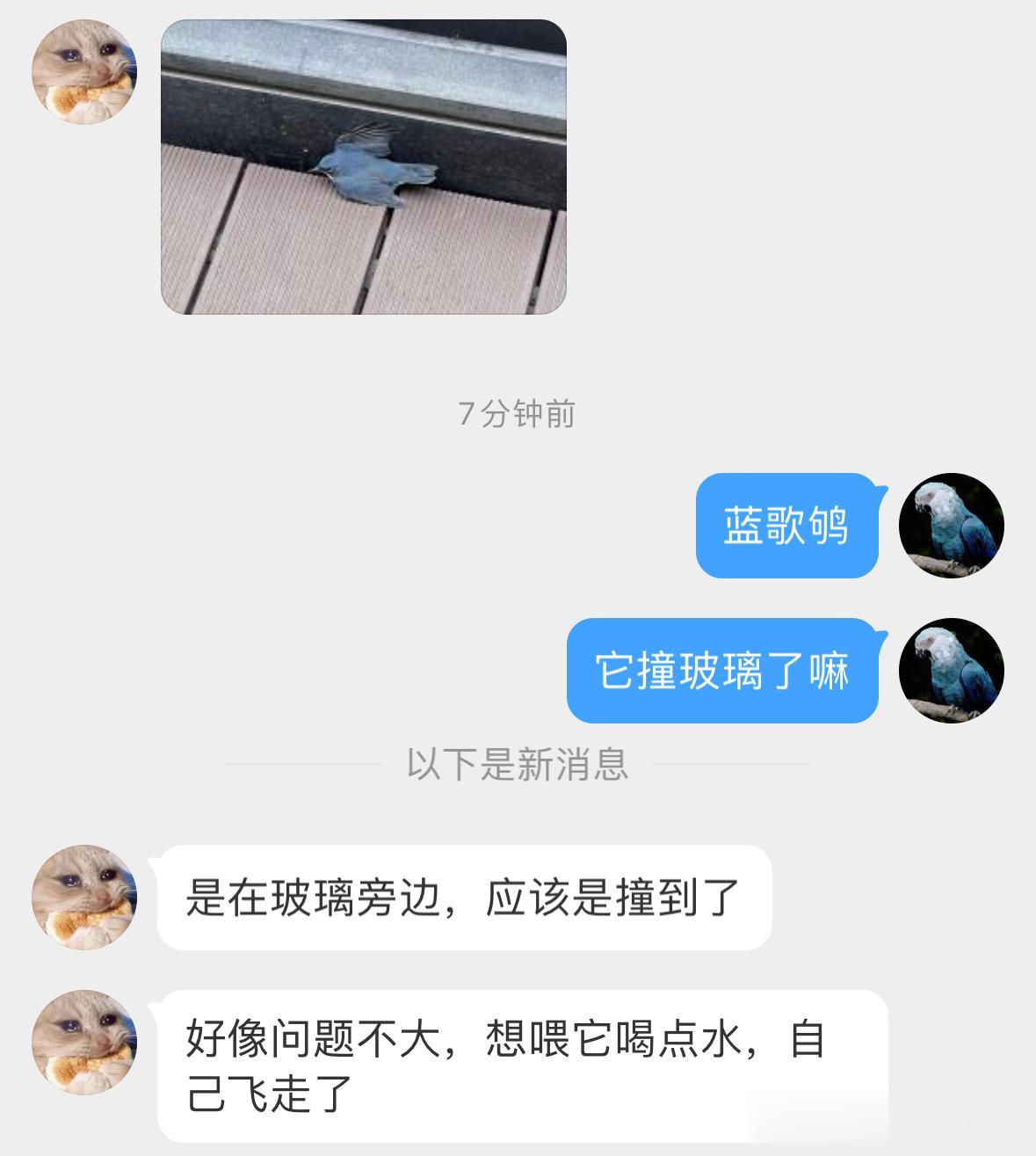 #撞玻璃的鸟# 撞玻璃的【蓝歌鸲qú】缓过来后就飞走啦！ 它好漂亮 ​​​