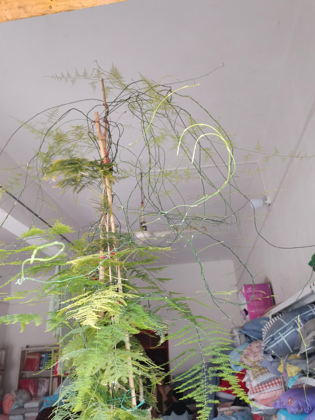 不少花友说文竹难养，我的却爆盆。秘诀：避免曝晒，少水、勤施薄肥