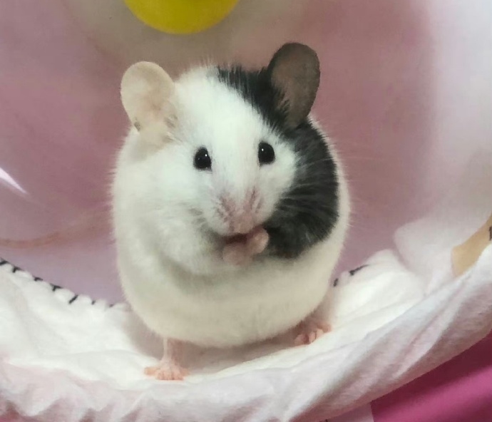 鼠鼠也有花臂了 