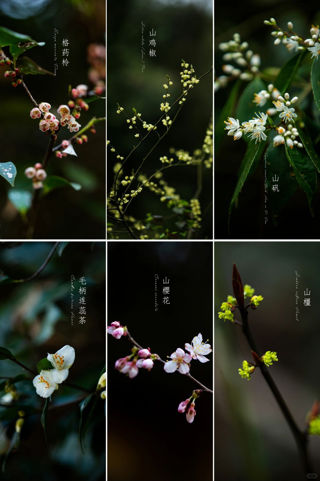 山中的早春|皖南山中植物摄影图鉴（10）