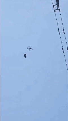 鸟巢保卫战！[泣不成声]