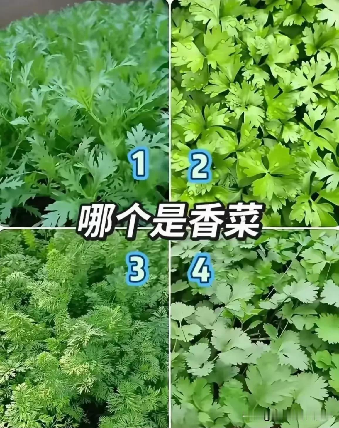 考考你的眼力，哪个是香菜？