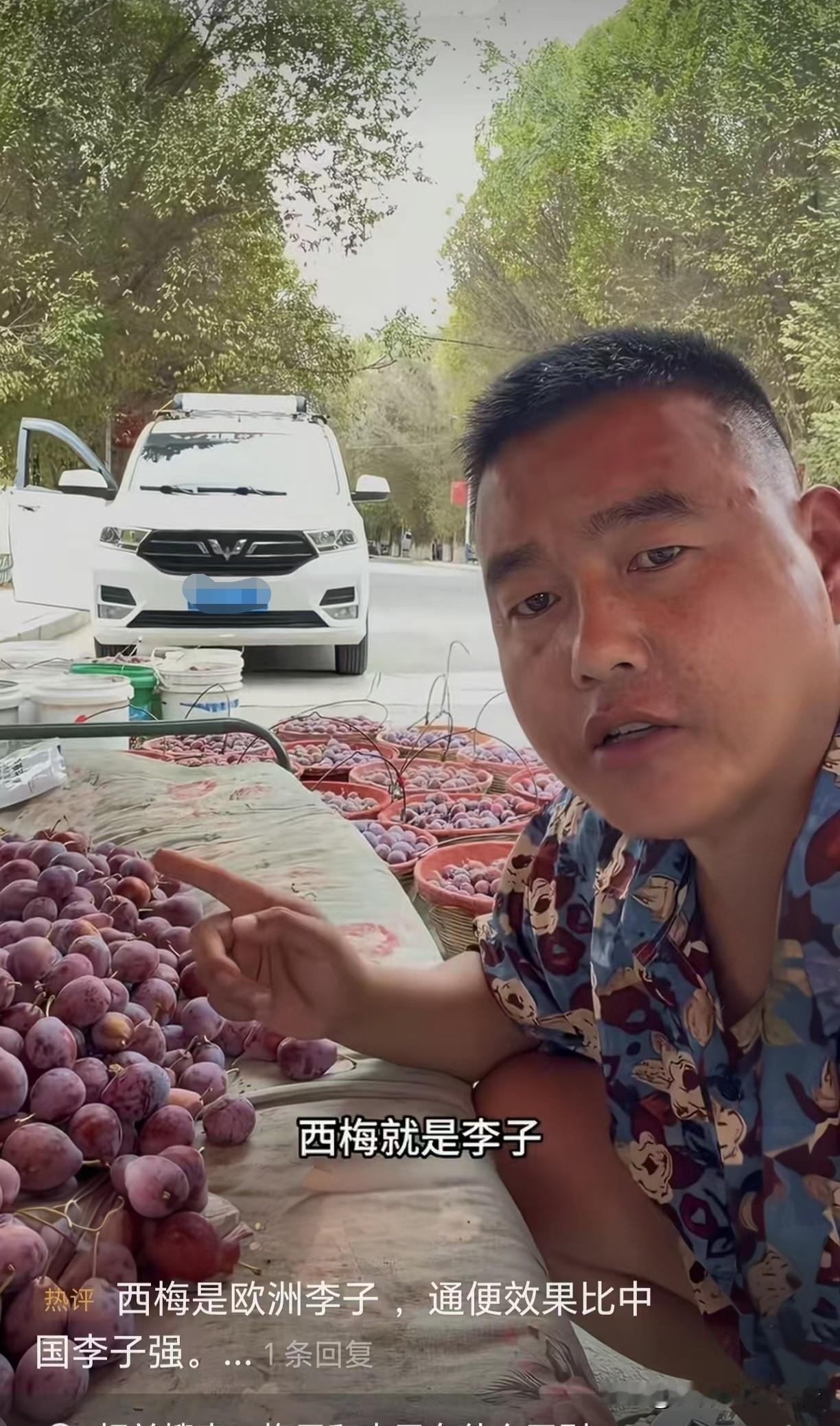 西梅是不是李子？

这个问题困扰我好几年，每次看西梅那模样，怎么看怎么觉得这玩意