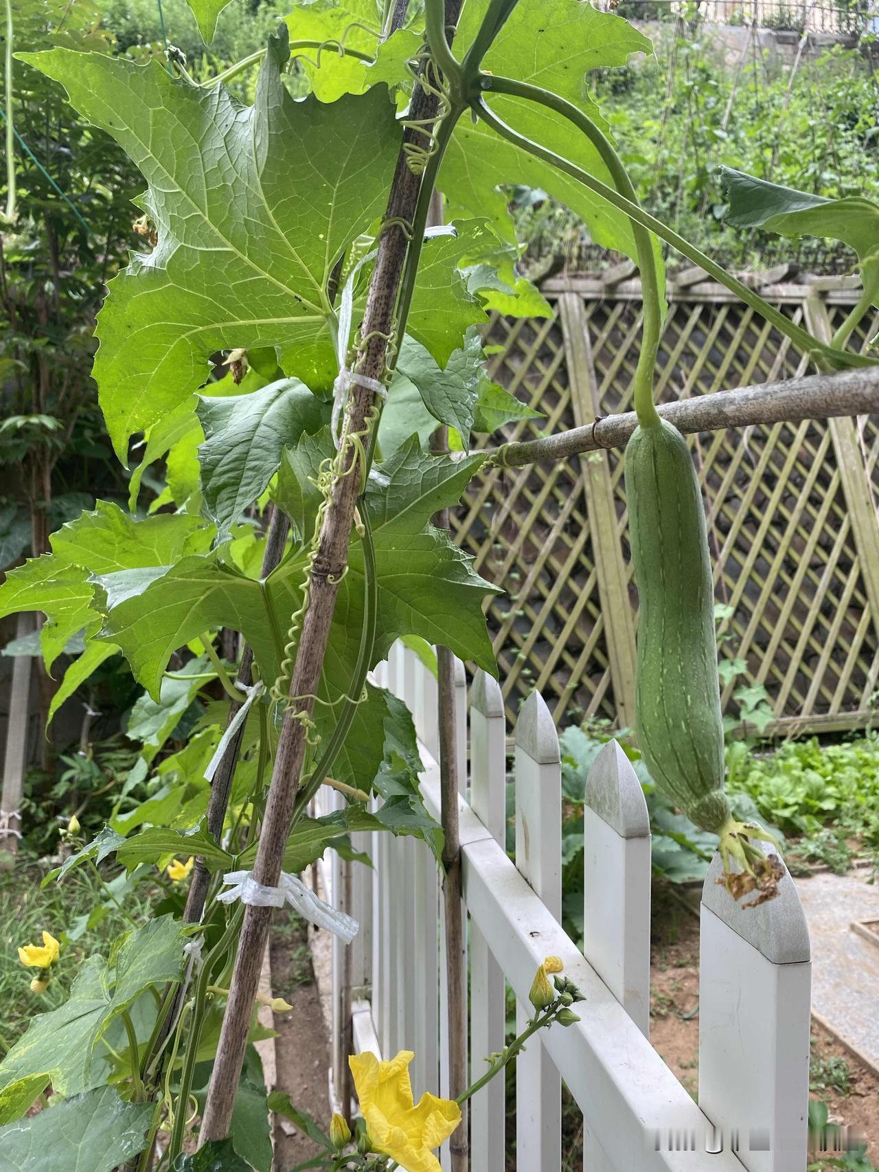 今年清明前后，我在小院栅栏旁种了5、6棵丝瓜，这两天丝瓜已经开花坐果，仔细看，今