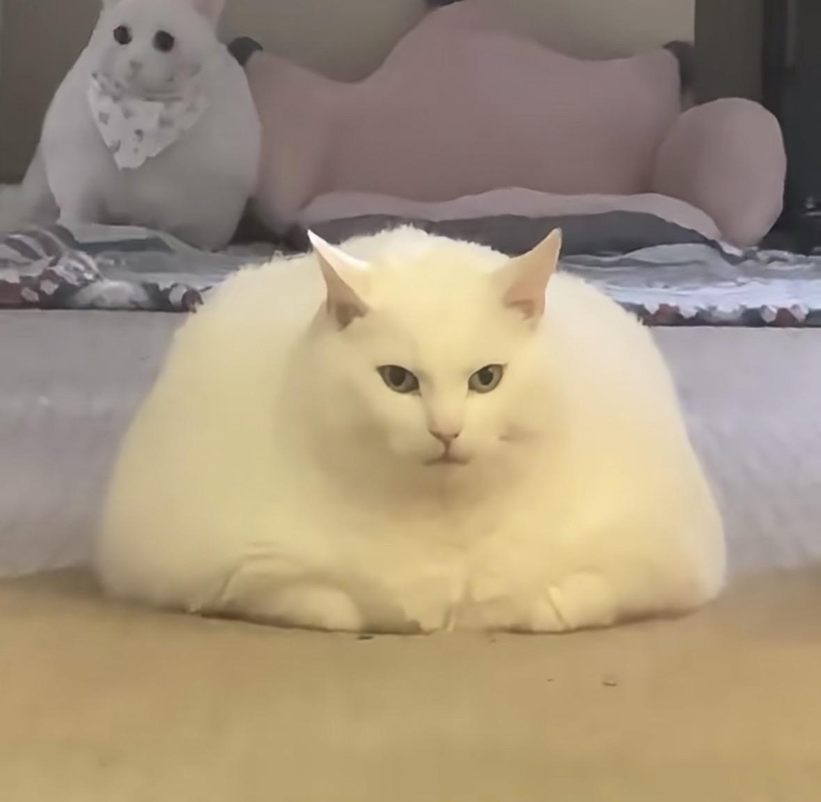 我的朋友圈背景。仅展示 我感觉实在是太可爱了 这是我觉得世界上最可爱的...