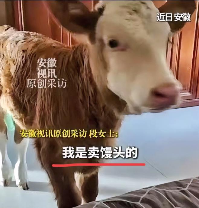 感动了！安徽一卖馒头的大姐，路过屠宰场时捡回一头被遗弃的新生小牛。所有人都说这牛
