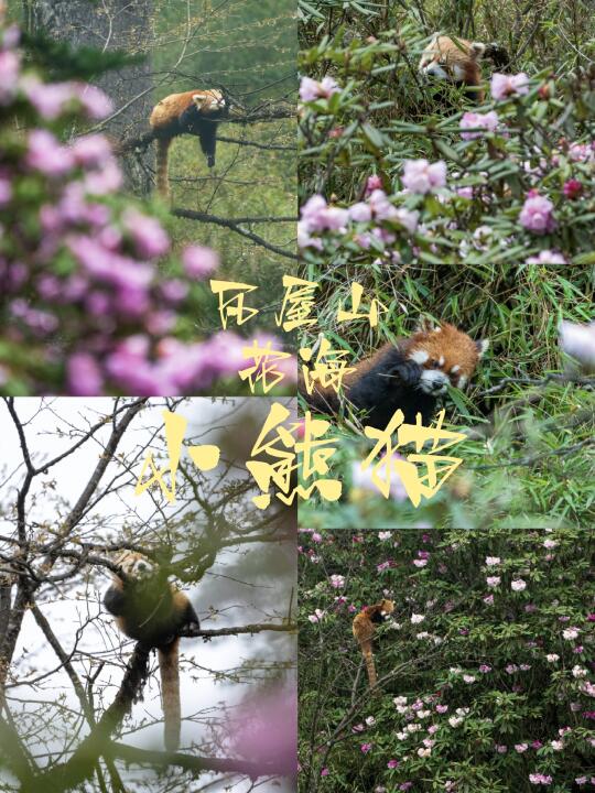在杜鹃花开的瓦屋山，遇见小熊猫
