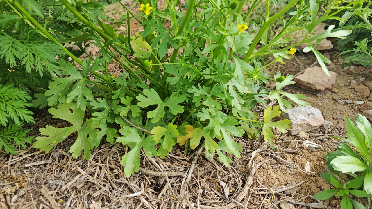 春季踏青警惕！酷似水芹的毒野菜，碰不得吃不得🔥
 
春天挖野菜、踏青的人越来越
