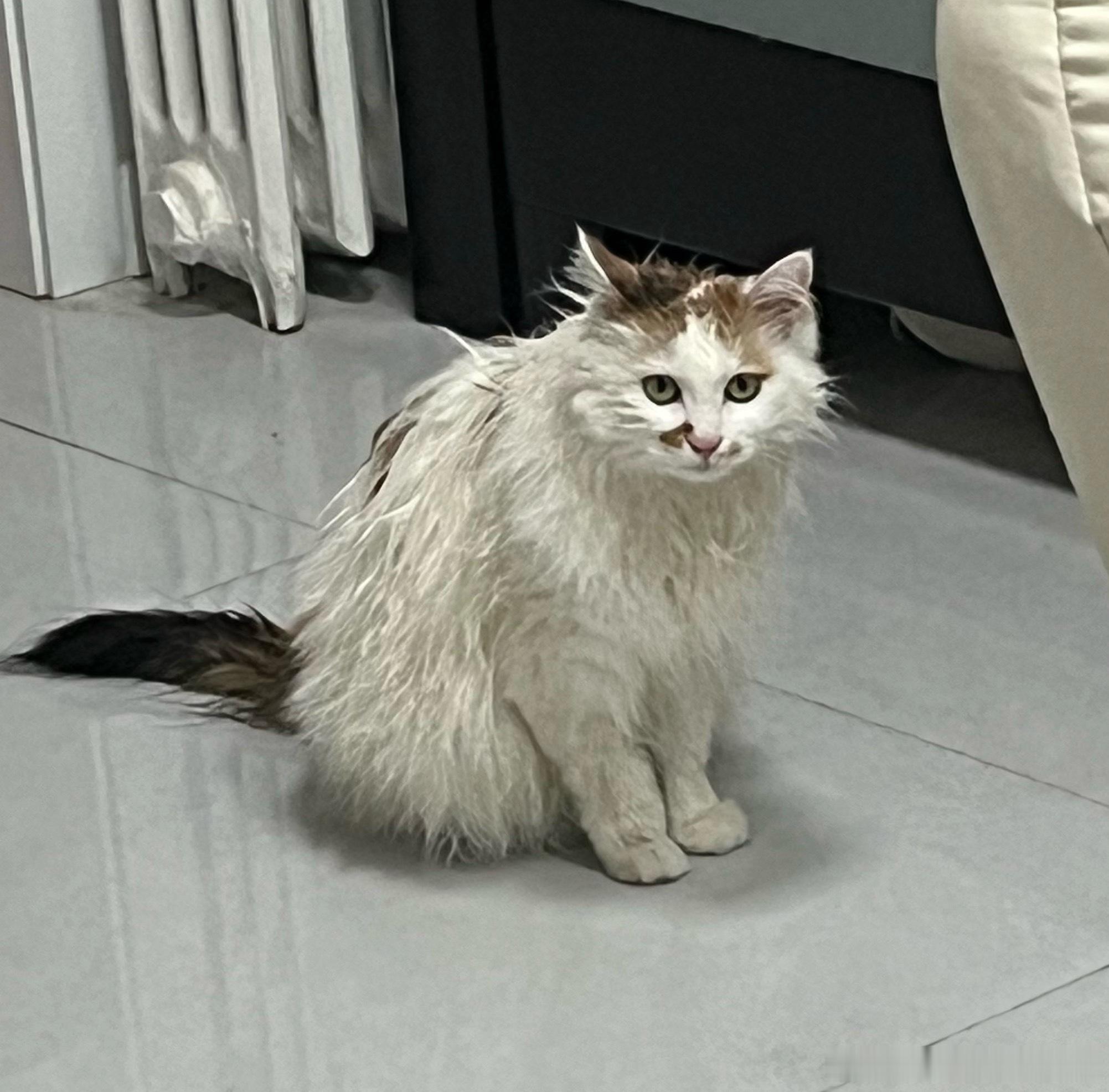 搓了个澡，她看起来好生气小猫咪荷包蛋小猫咪汤圆