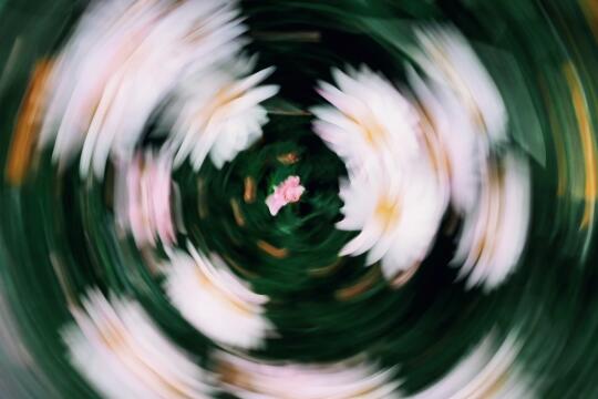 我拍到了印象派｜春日漩涡