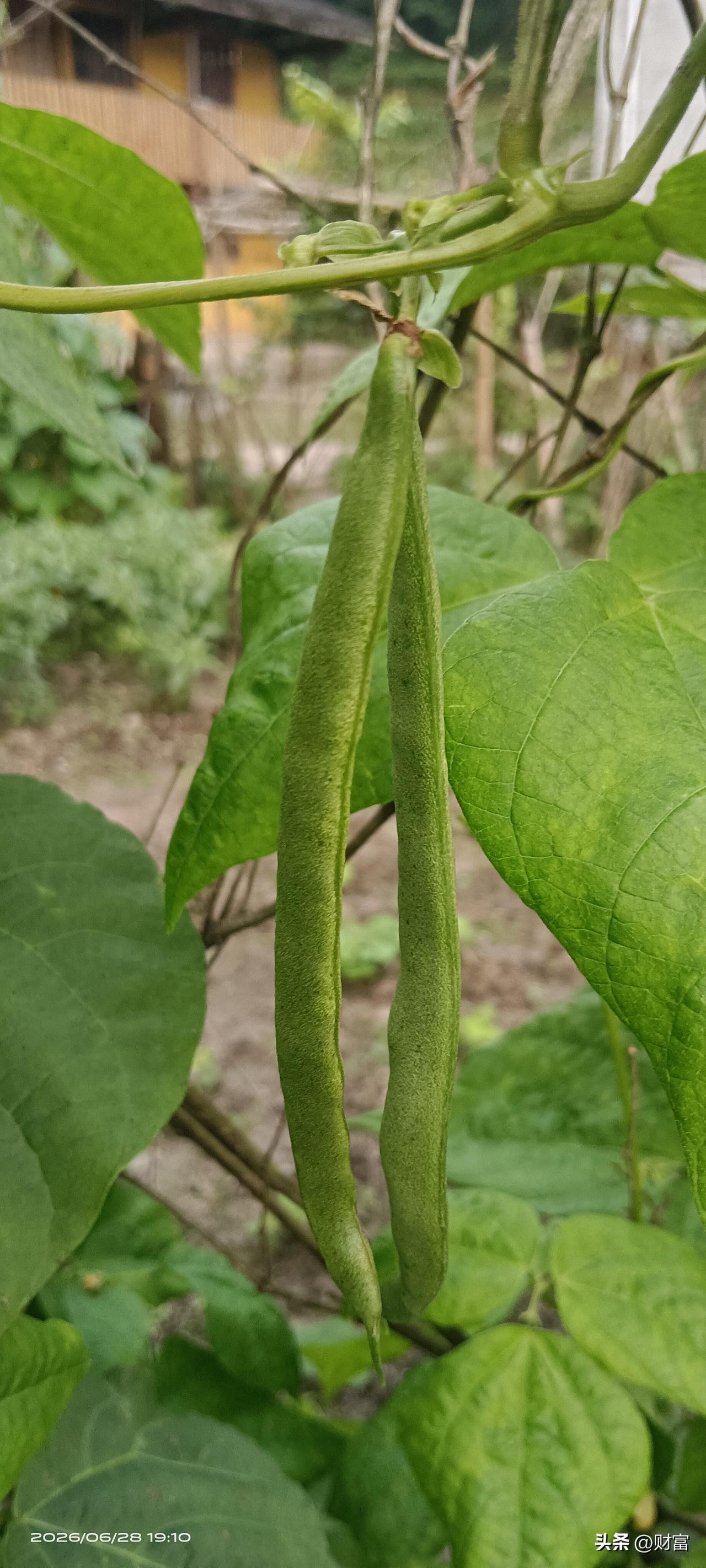 晒图笔记大赛纯天然绿色疏菜四季豆