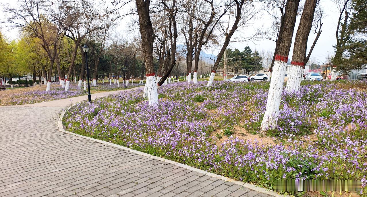 栗香植物园的春天～
[微风][微风][微风][微风][微风]
记录我的2026 