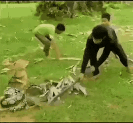 这几个小孩真是够勇敢的了，面对这么大一条蛇，他们为了救这条小狗，也真是够拼的了，
