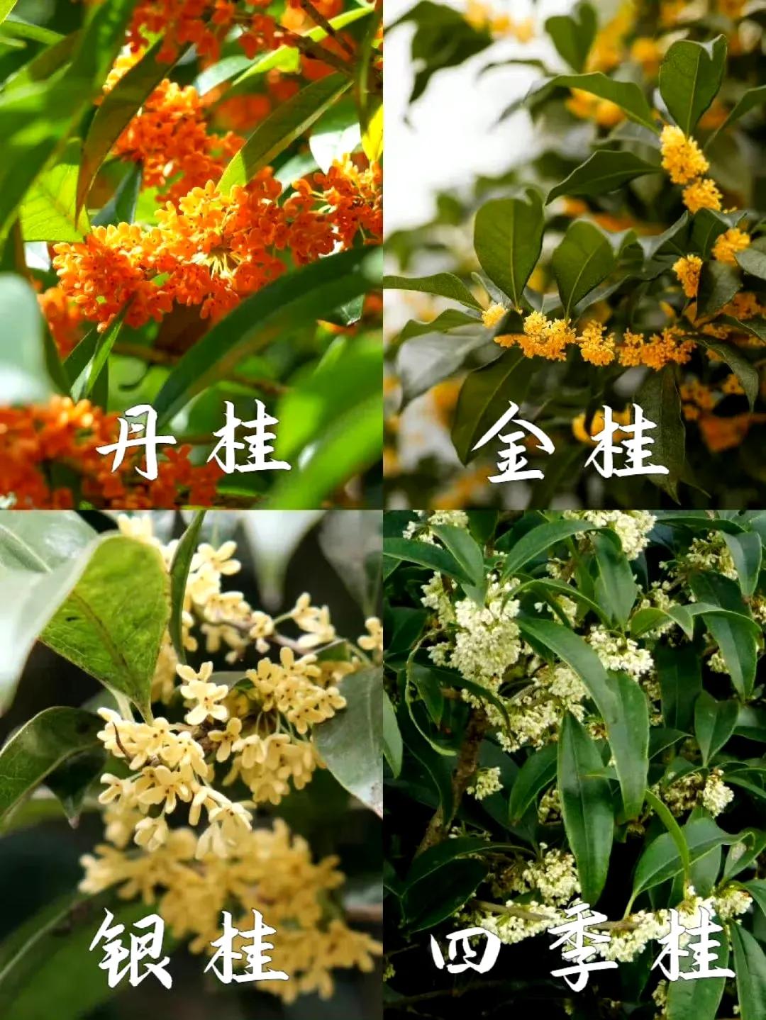 金秋.咏桂
​一缕秋風至，千丛桂子香。
​清姿尤绰约，州巷遍金黄。