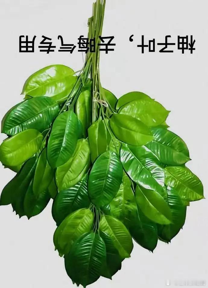 放把柚子叶给大家驱魔，妖魔鬼怪快离开，妖魔鬼怪快离开 ​​​
