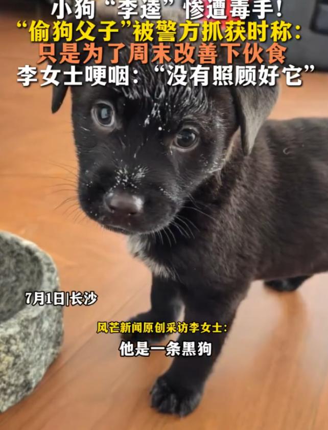 “人心险恶！”湖南长沙，一只网红小黑狗“李逵”竟被人偷走吃掉了，抓获嫌疑人后发现