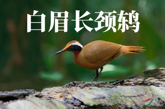 “白眉”看出来了，“长颈”是怎么个事儿？