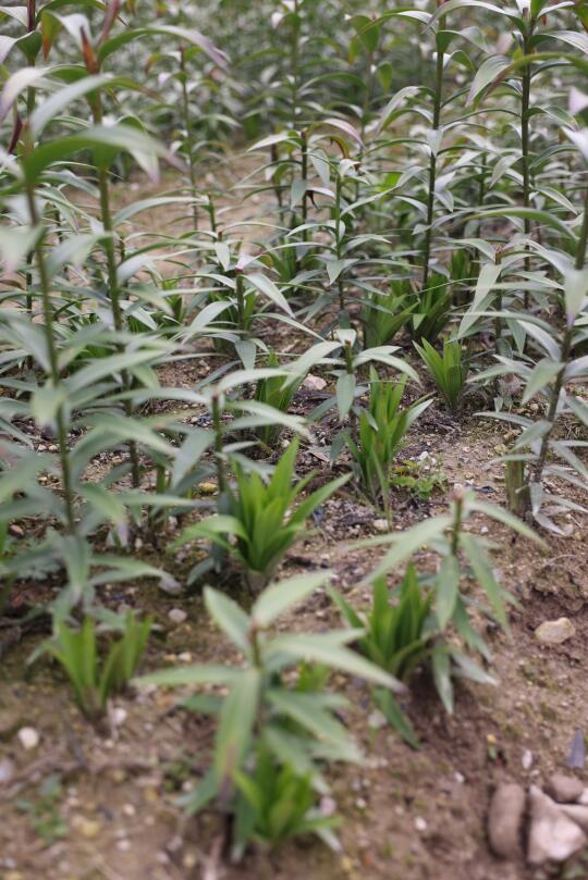 秋天种的百合，春节开完花，现在又重新发芽了