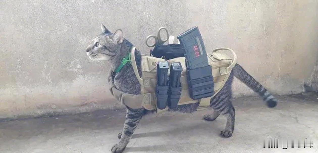 家里的狸花猫走丢了，过了两个月自己又回来了