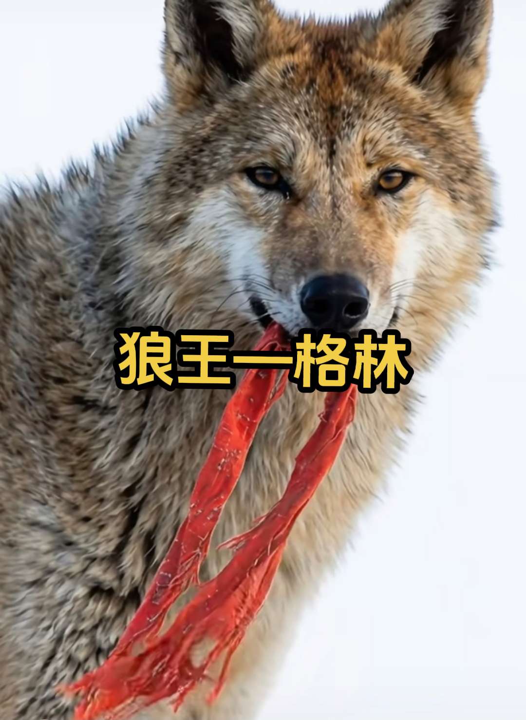 一匹叫格林的狼示范了什么叫“不计算的爱”承载着无数观众牵挂的纪录片《重...