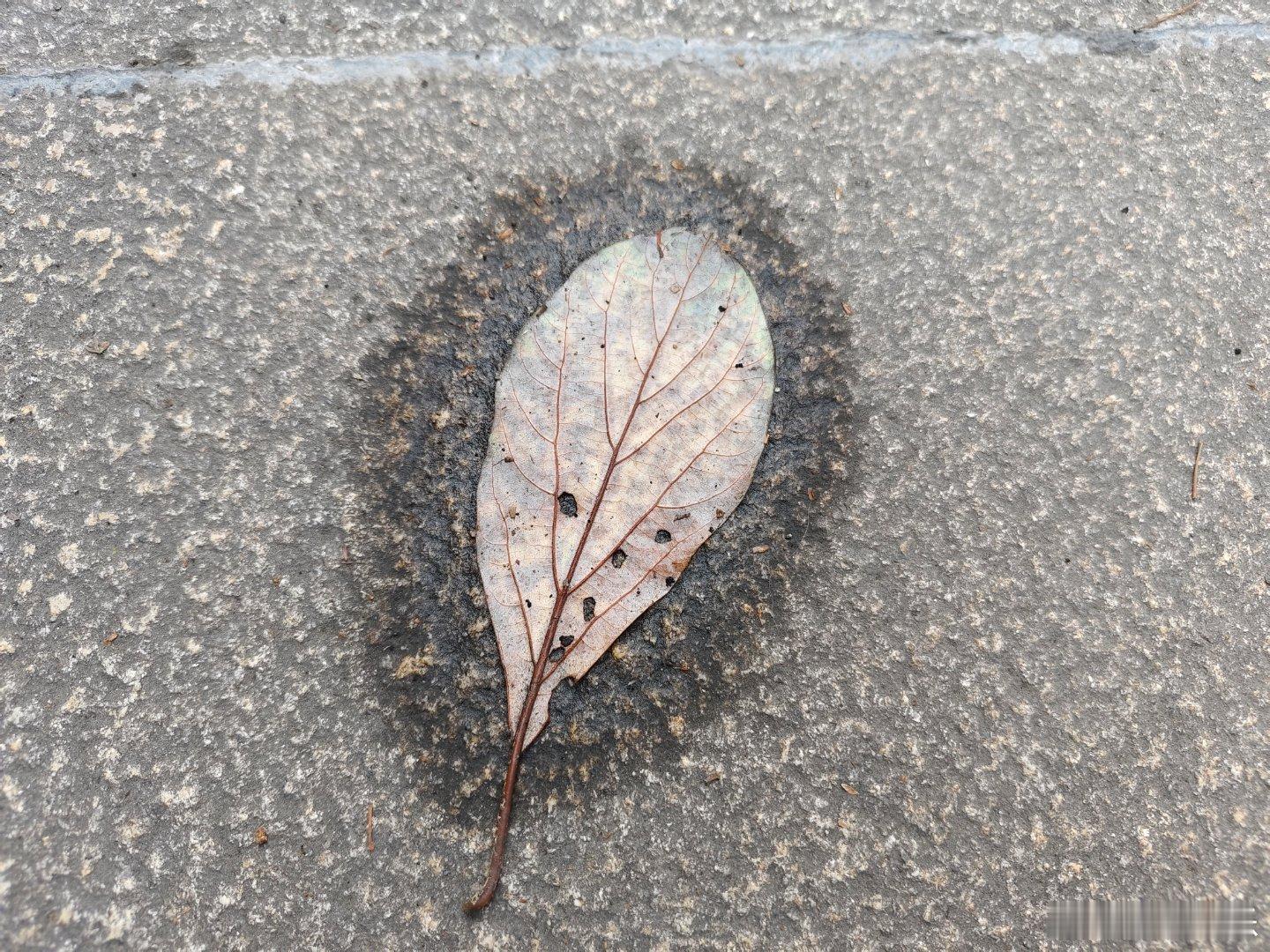 一片枯叶，能遮天盖地暂避风雨，也会阻热止发积湿囤水。 