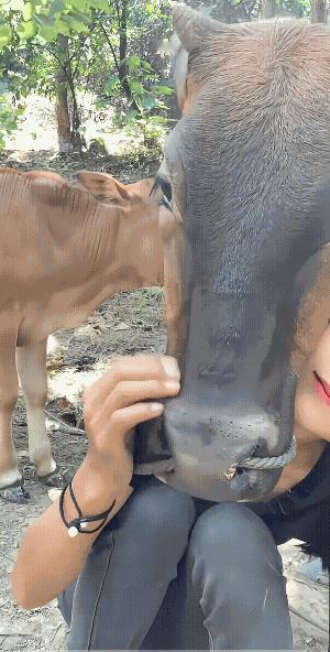 老牛对着小牛，毫不犹豫的就是一巴掌:“滚犊子！不离开，还挨揍！”
二牛争宠，大牛