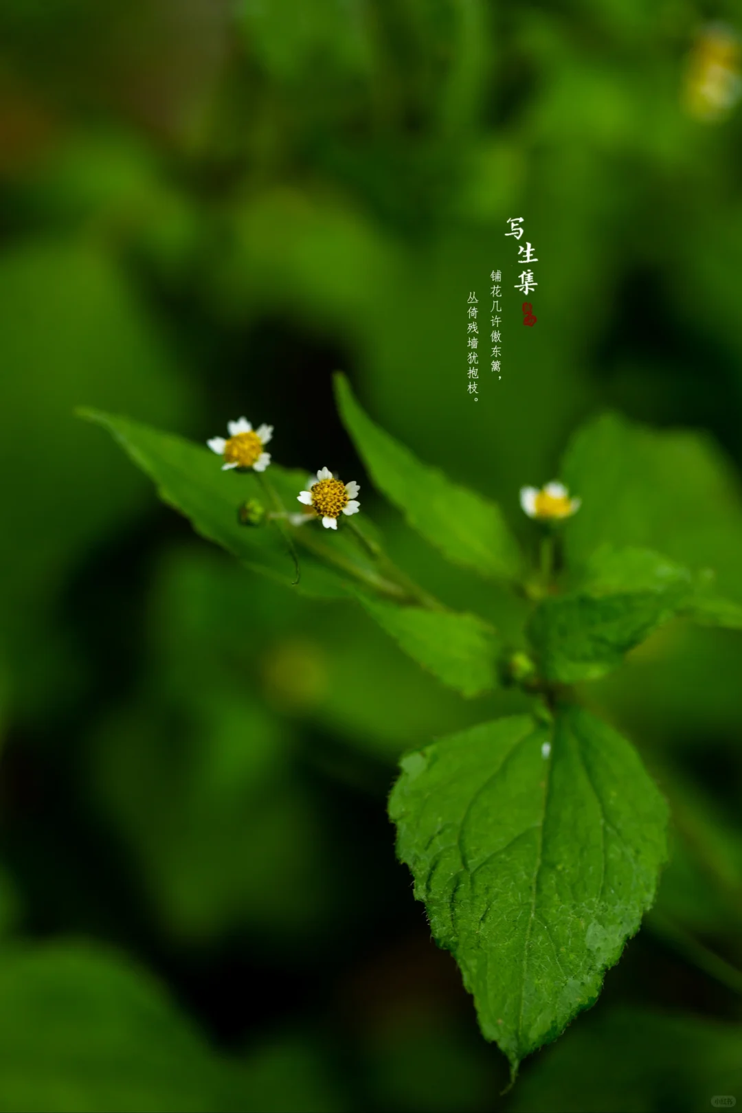 牛膝菊