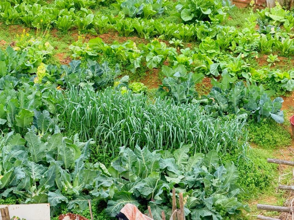 农村不外传的18个浇水口诀：

第一，葱，撒草木灰，叶子青翠茂盛。
第二，蒜，浇