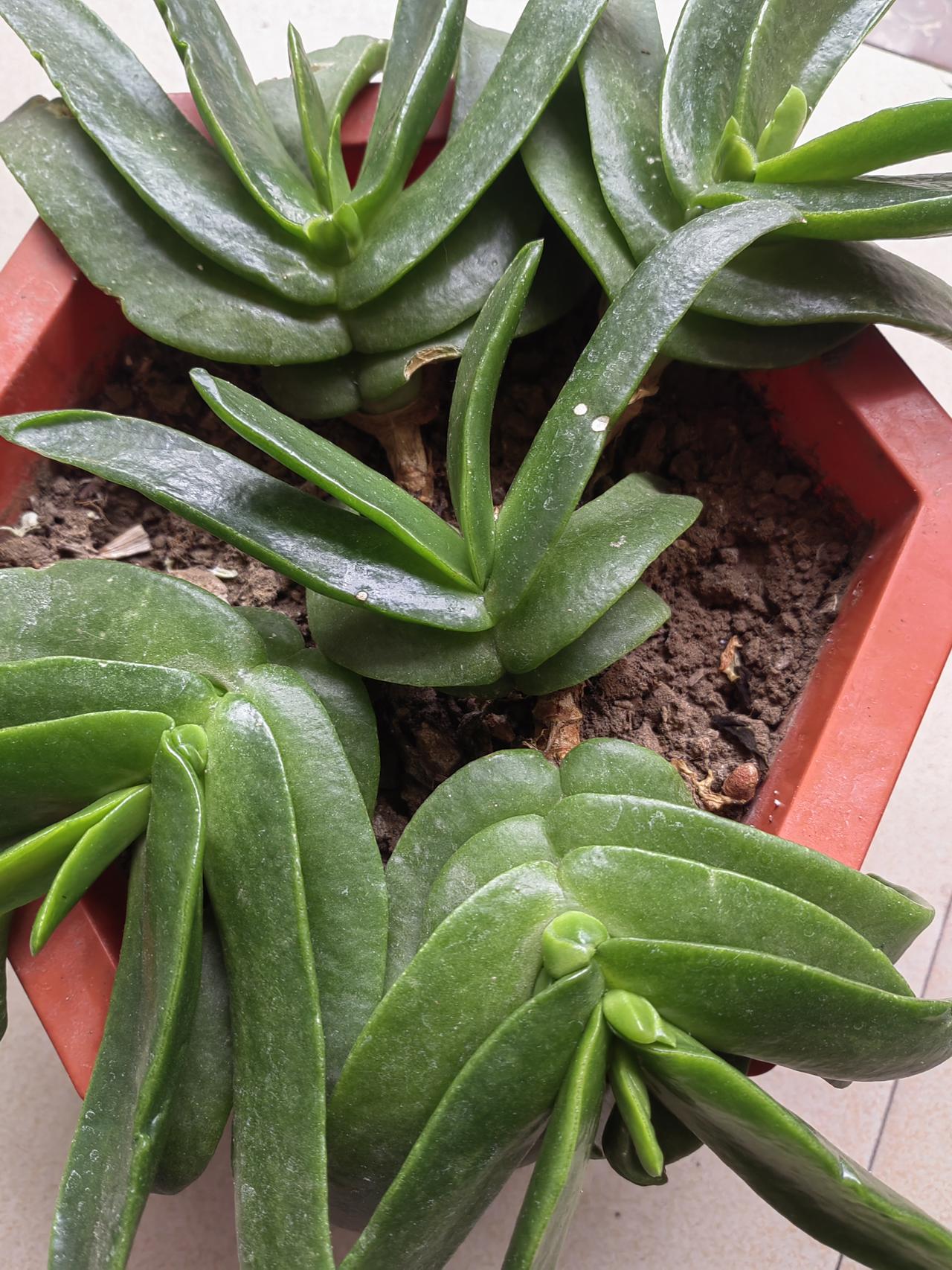 以花会友，也看懂人品。
花友A约我去另一个花友B家中赏花。
一进门，看到B家阳台