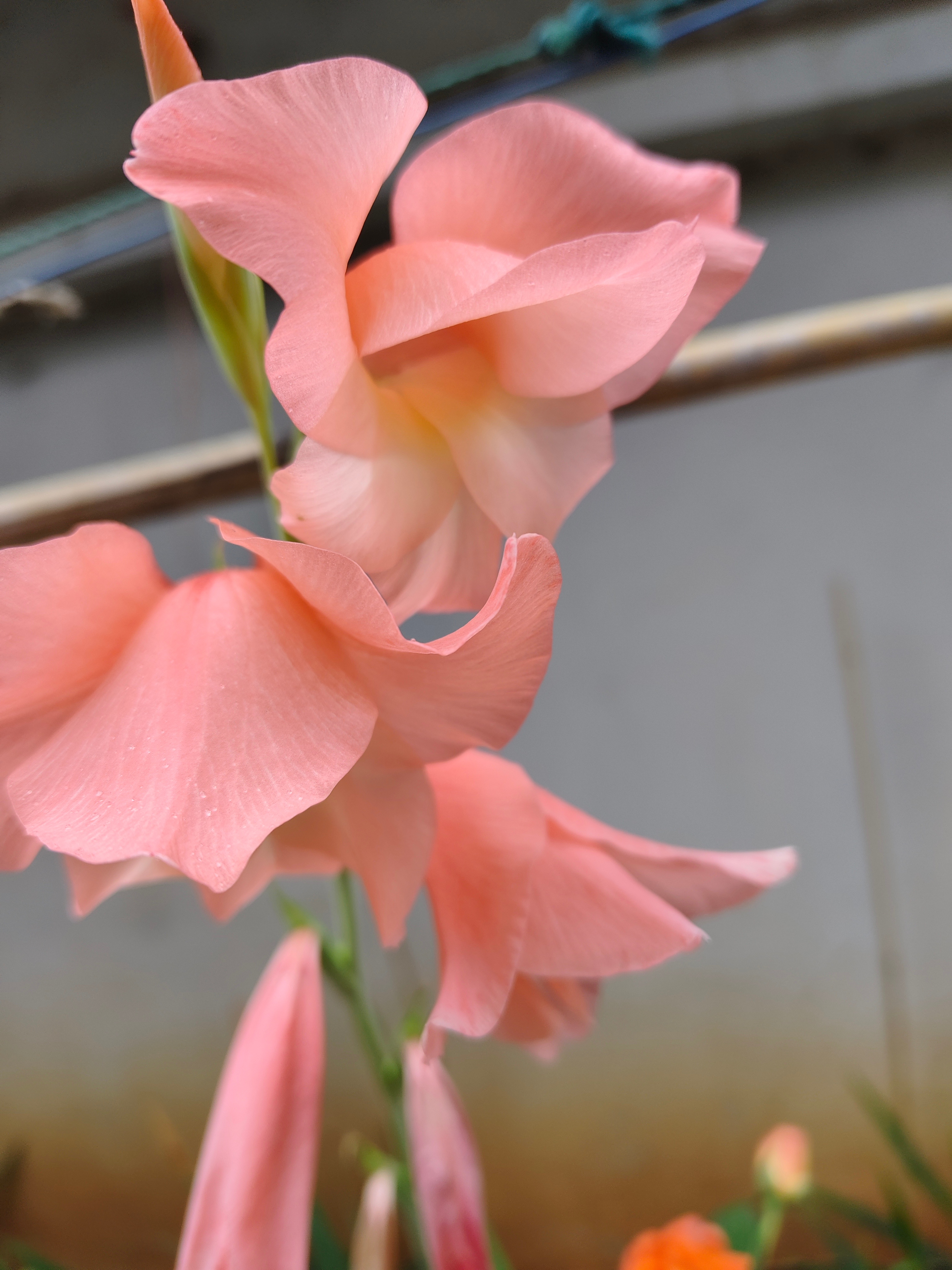 昆明 花痴的日常 