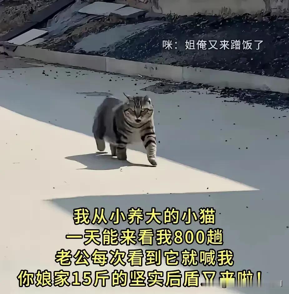 女子从小养到大的狸花猫，现在十五斤重了。自从女子出嫁后，每天都步行十多里路来女子
