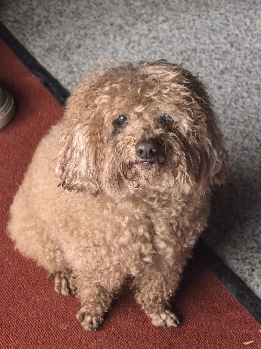 你们回家过年的小狗还干净吗