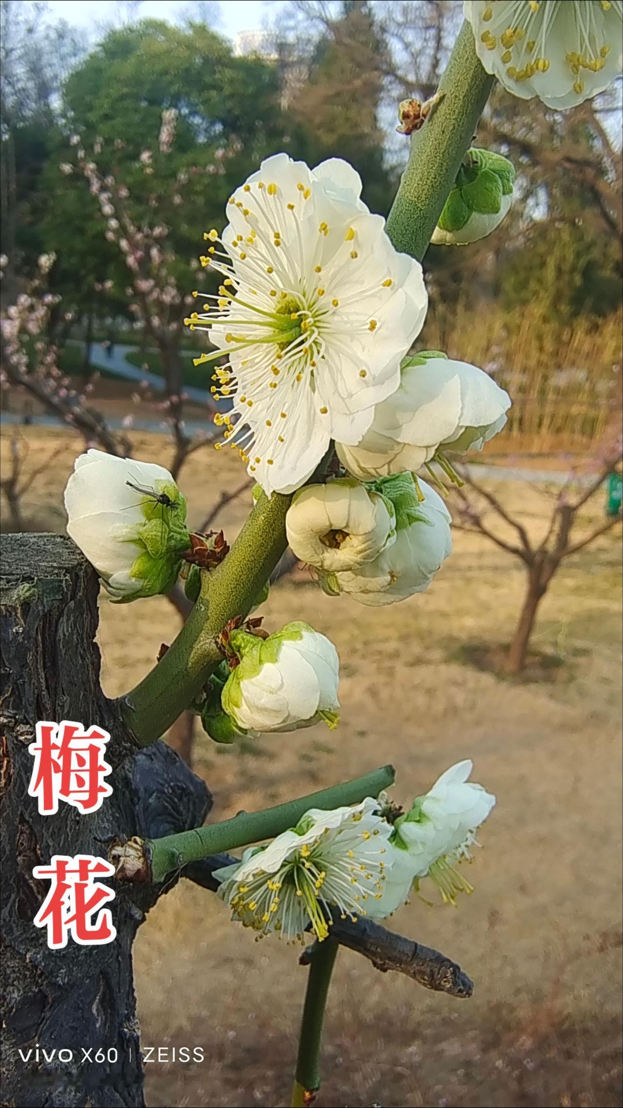 看见音乐 一花一草一世界 春天的色彩