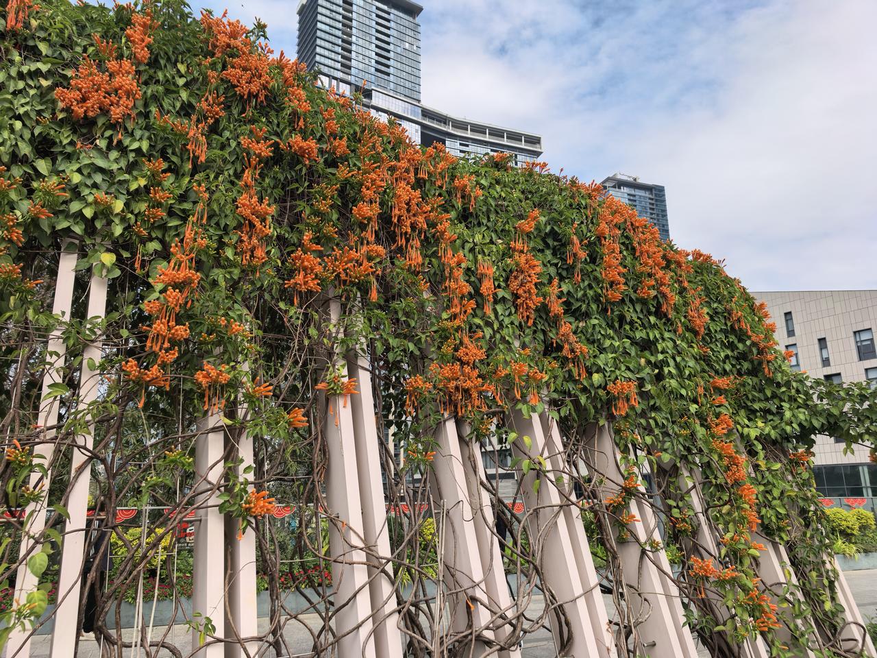 分享一张随手拍的花深圳的爆仗花开红了，太美丽，很养眼。
