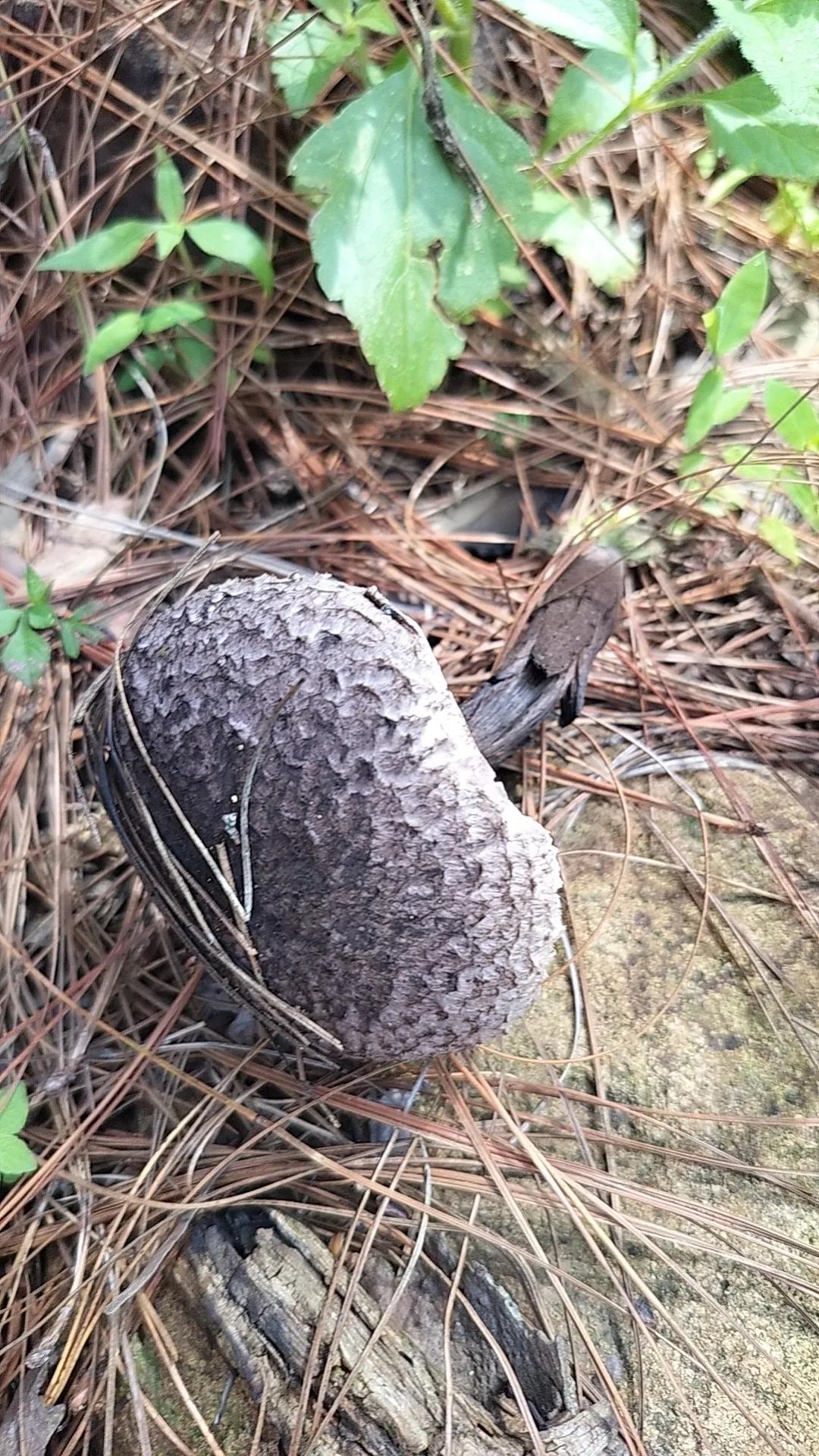 夏日生活打卡季中双色球一等奖