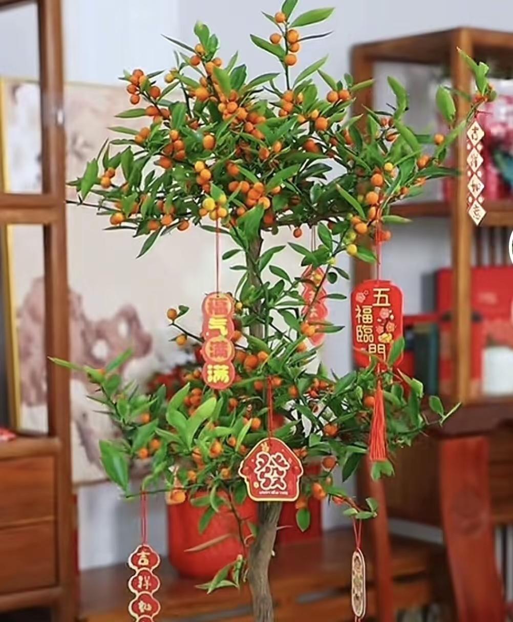 新品！变异福豆，锦叶金豆。自然芽变品种，自家栽培的一棵福豆，去年一芽发生自然变艺