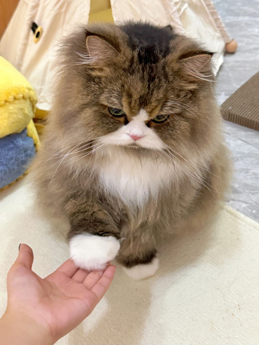 我养的不扫兴小猫