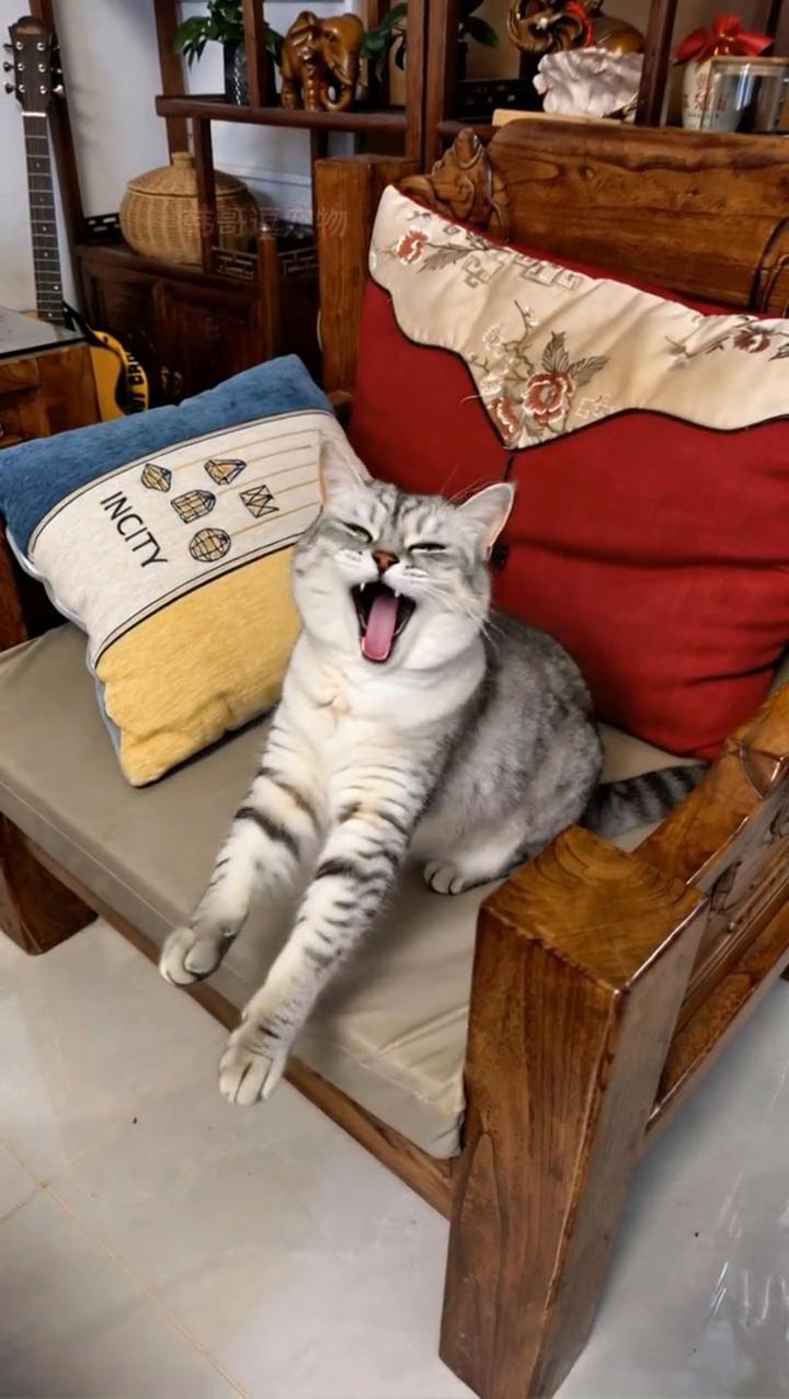 韩哥逗宠物。
是不是都困了？那就睡吧。